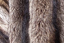 Как почистить шубу из енота?